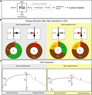 Single-Turnover Variable Chlorophyll Fluorescence as a Tool for Assessing Phytoplankton Photosynthesis and Primary Productivity: Opportunities, Caveats and Recommendations